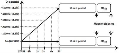 Twin Resemblance in Muscle HIF-1α Responses to Hypoxia and Exercise